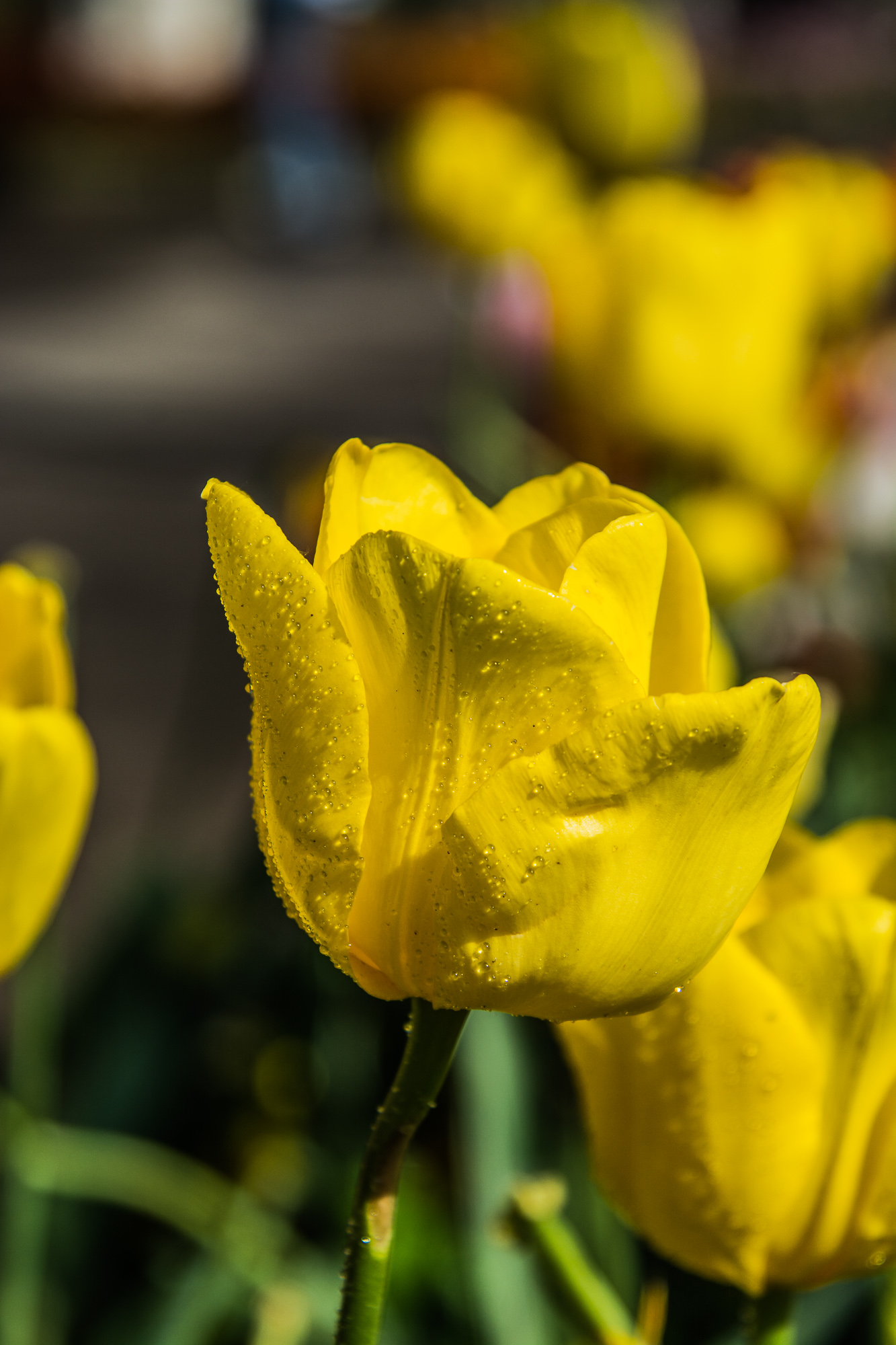 郁金香花 (35).jpg
