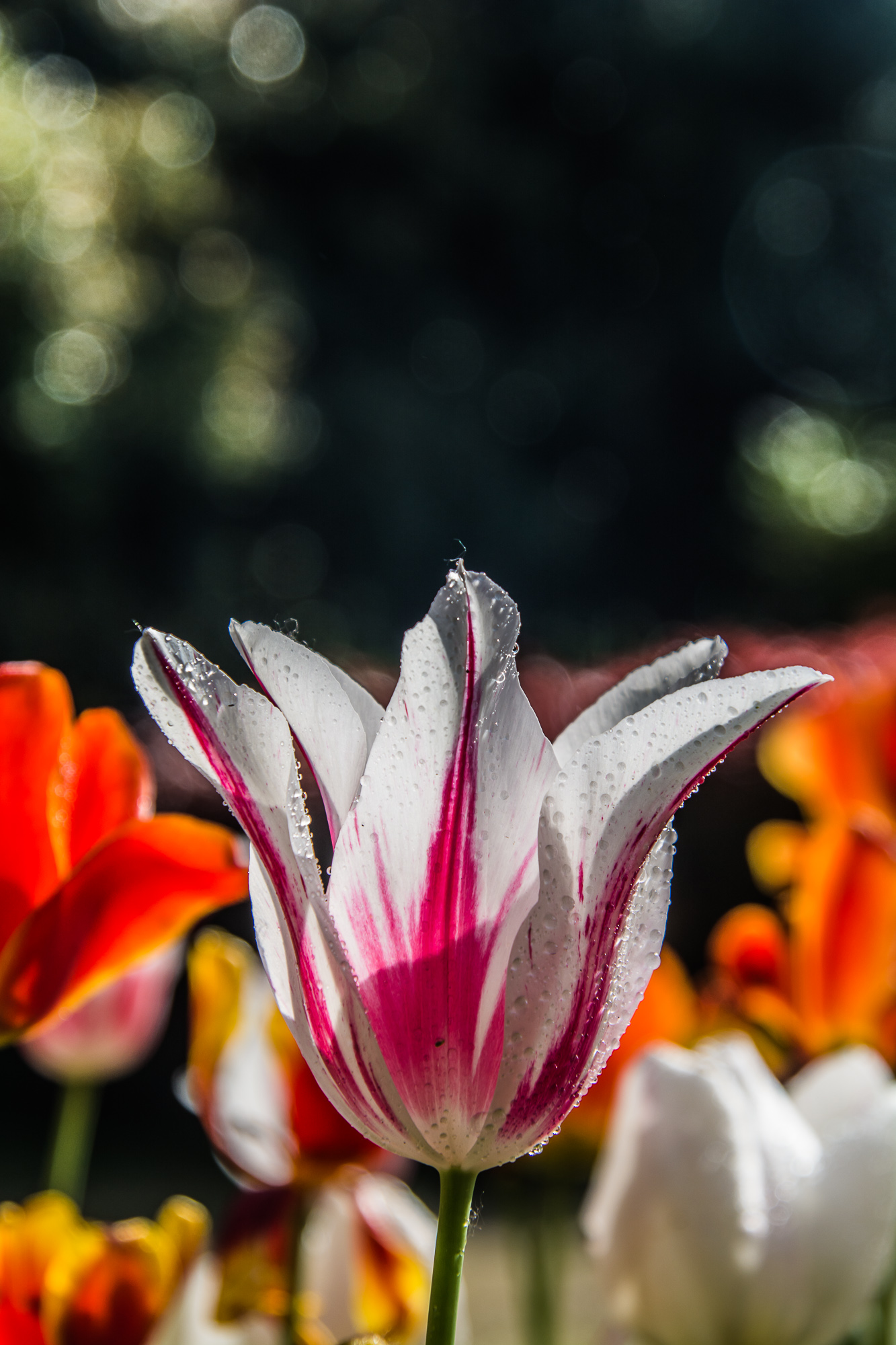 郁金香花 (37).jpg
