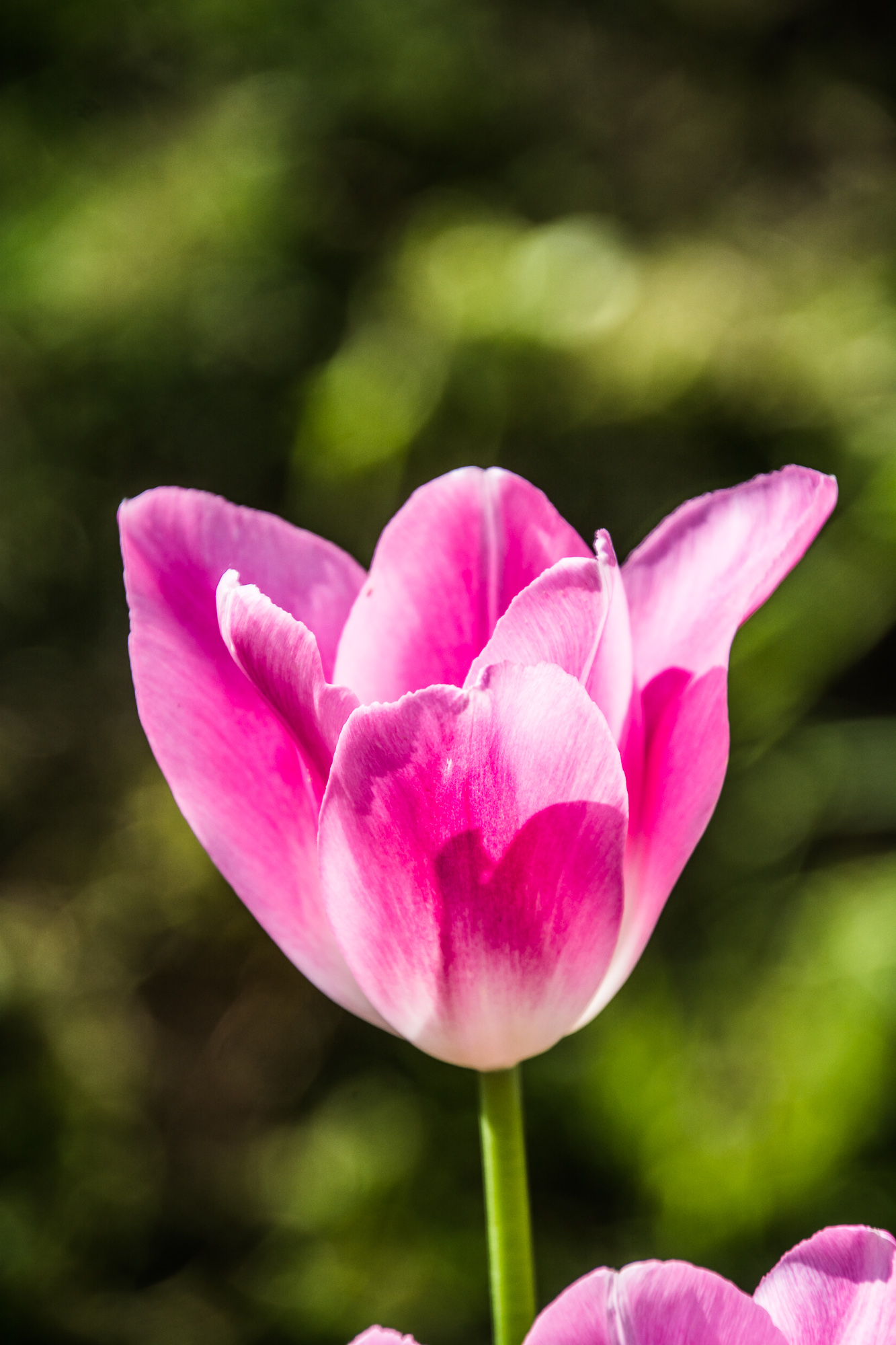 郁金香花 (47).jpg