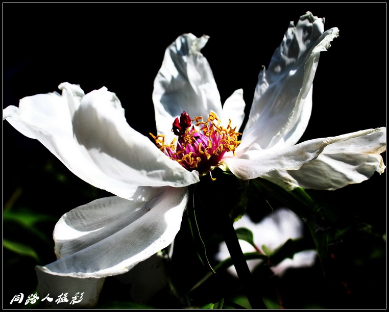 IMG_0443-0_调整大小.jpg