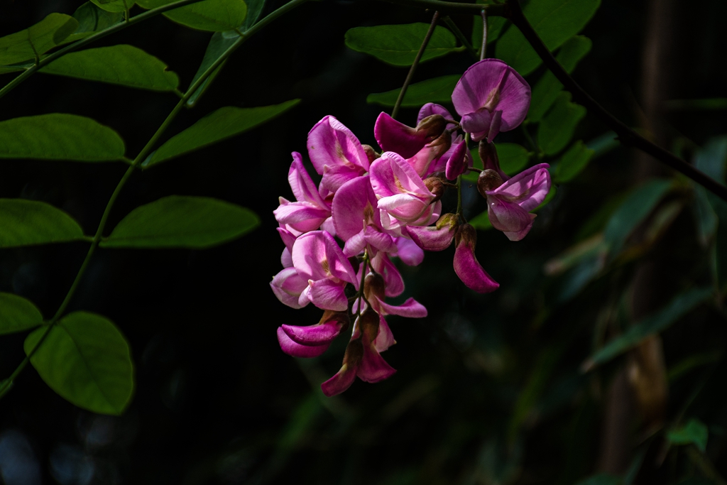 DSC_6983_副本.jpg