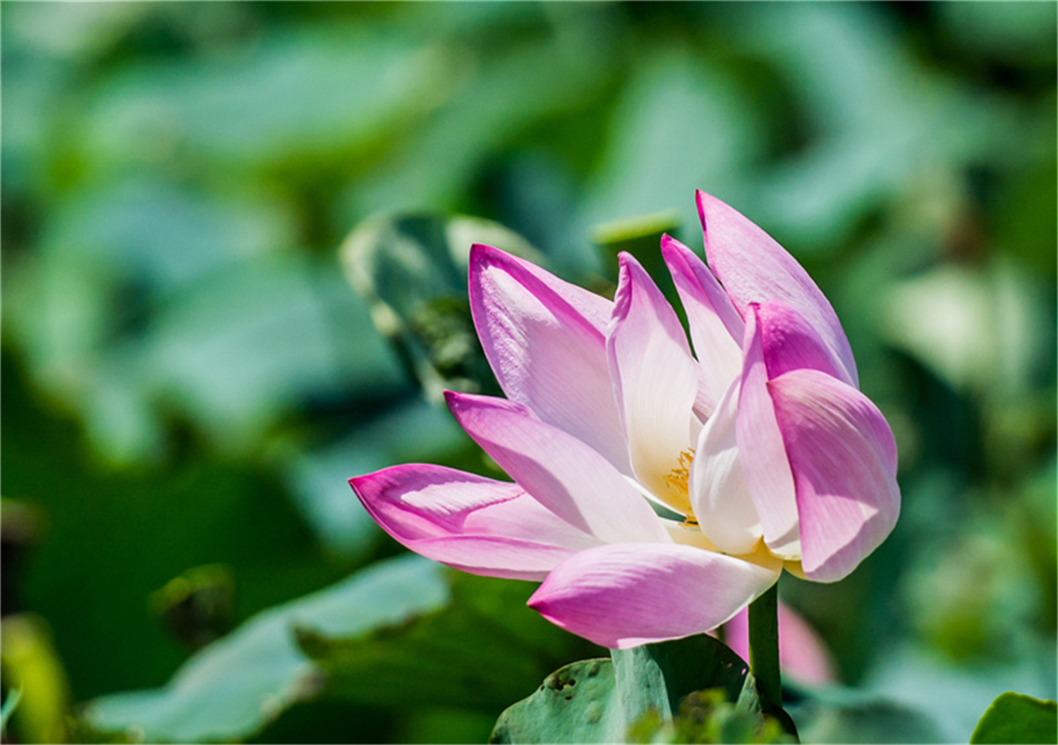 荷花 (21).jpg