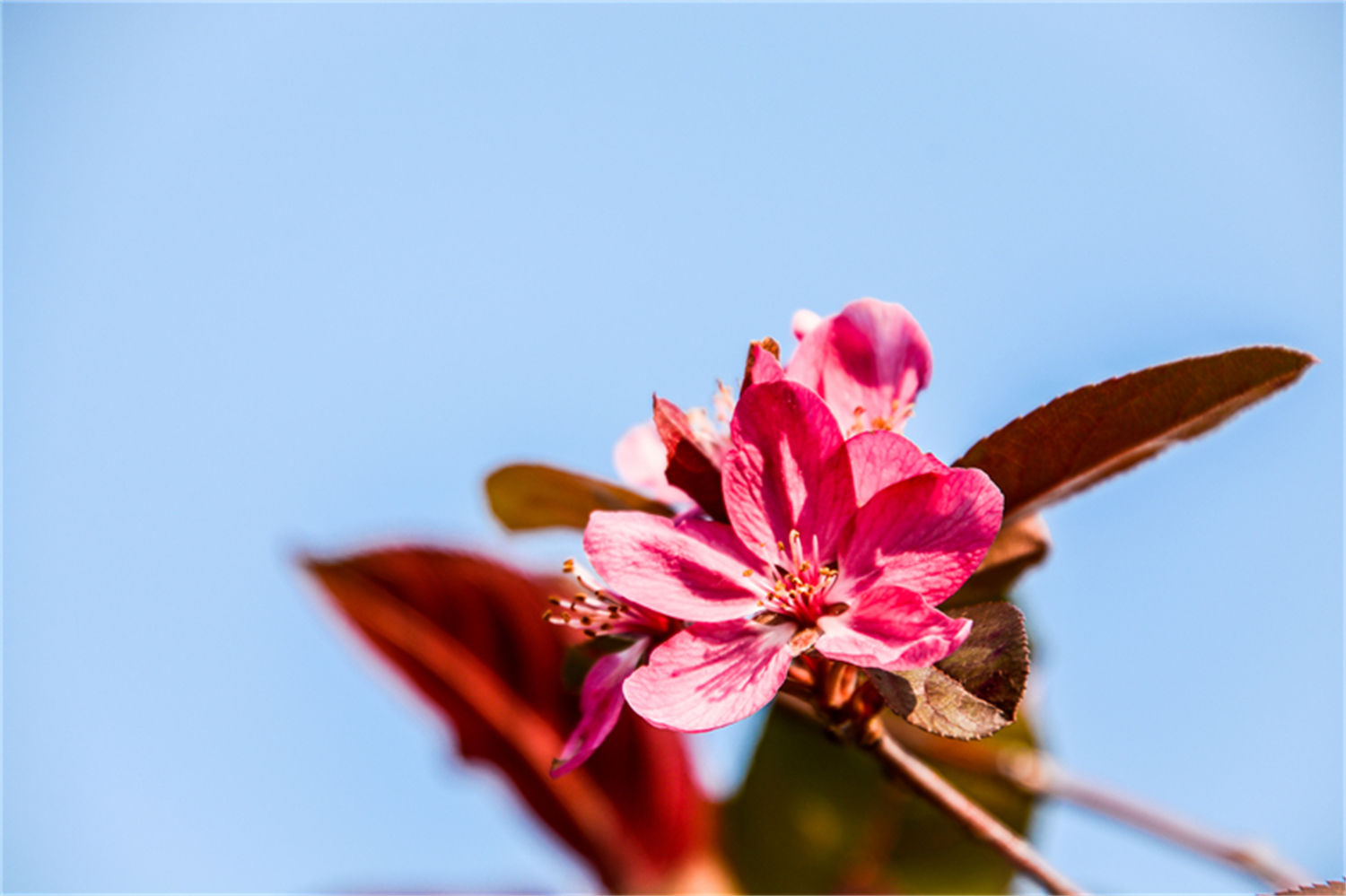 海棠花01.jpg