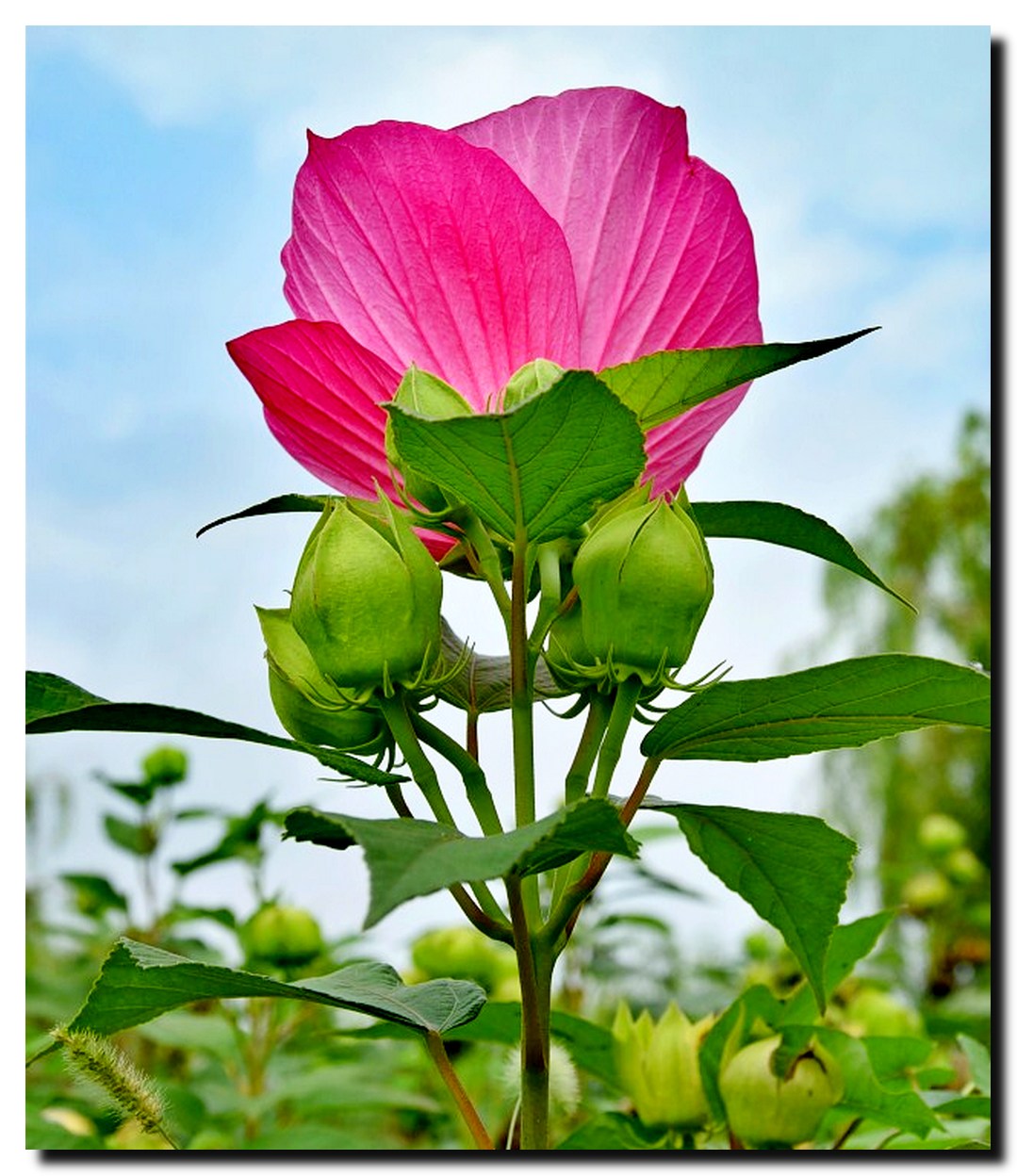 DSC_6859_dh_dh.jpg