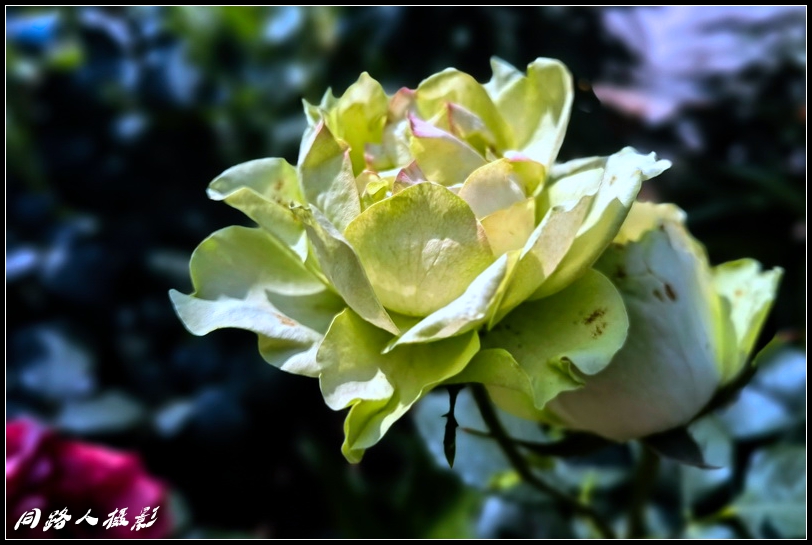 IMG_20230618_082630_调整大小.jpg