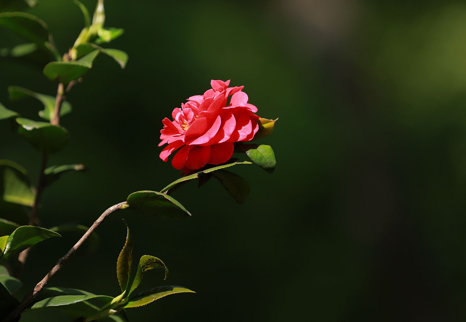 IMG_8106_副本.jpg