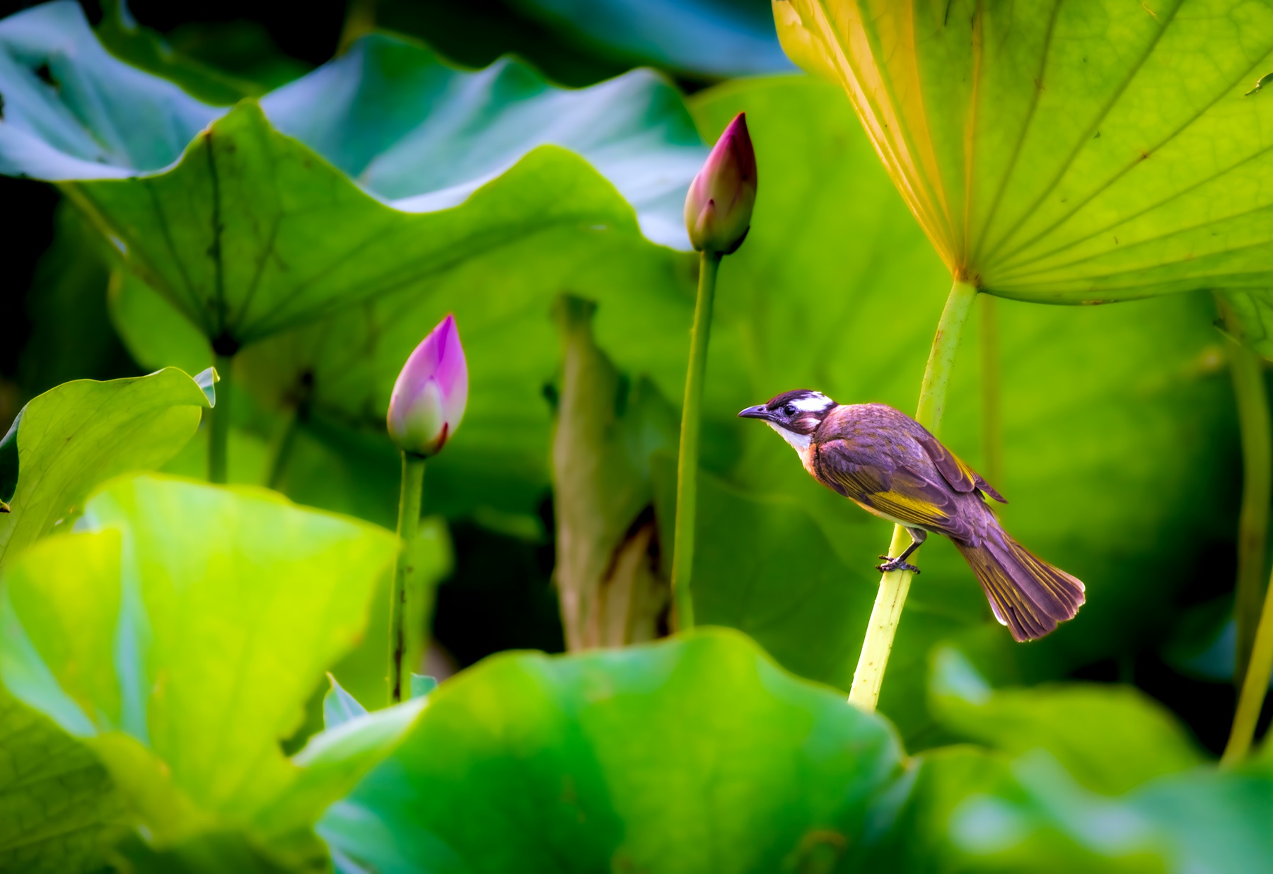 _DSC6440-topaz-denoise-enhance-_副本.jpg