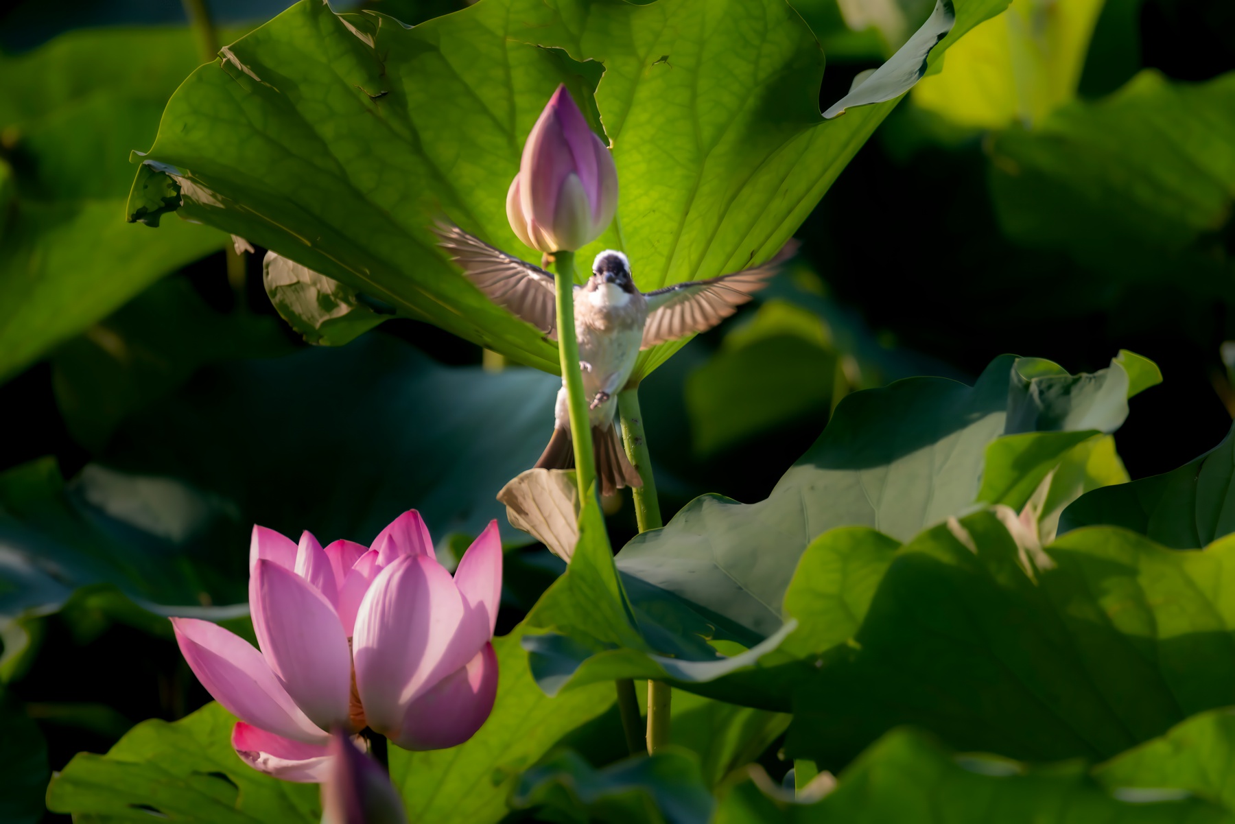 _DSC6508-已增强-NR-topaz-denoise-enhance-_副本.jpg