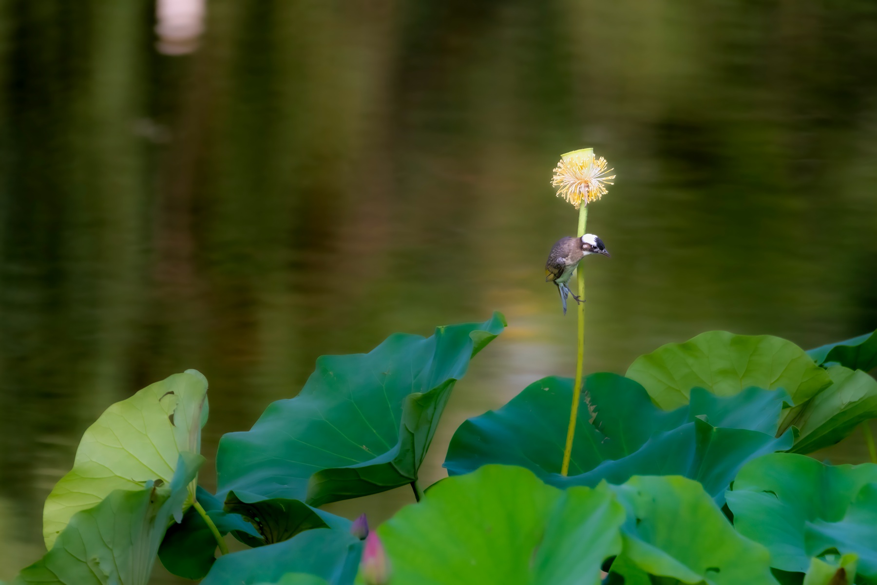 _DSC6482-topaz-denoise-enhance-_副本.jpg