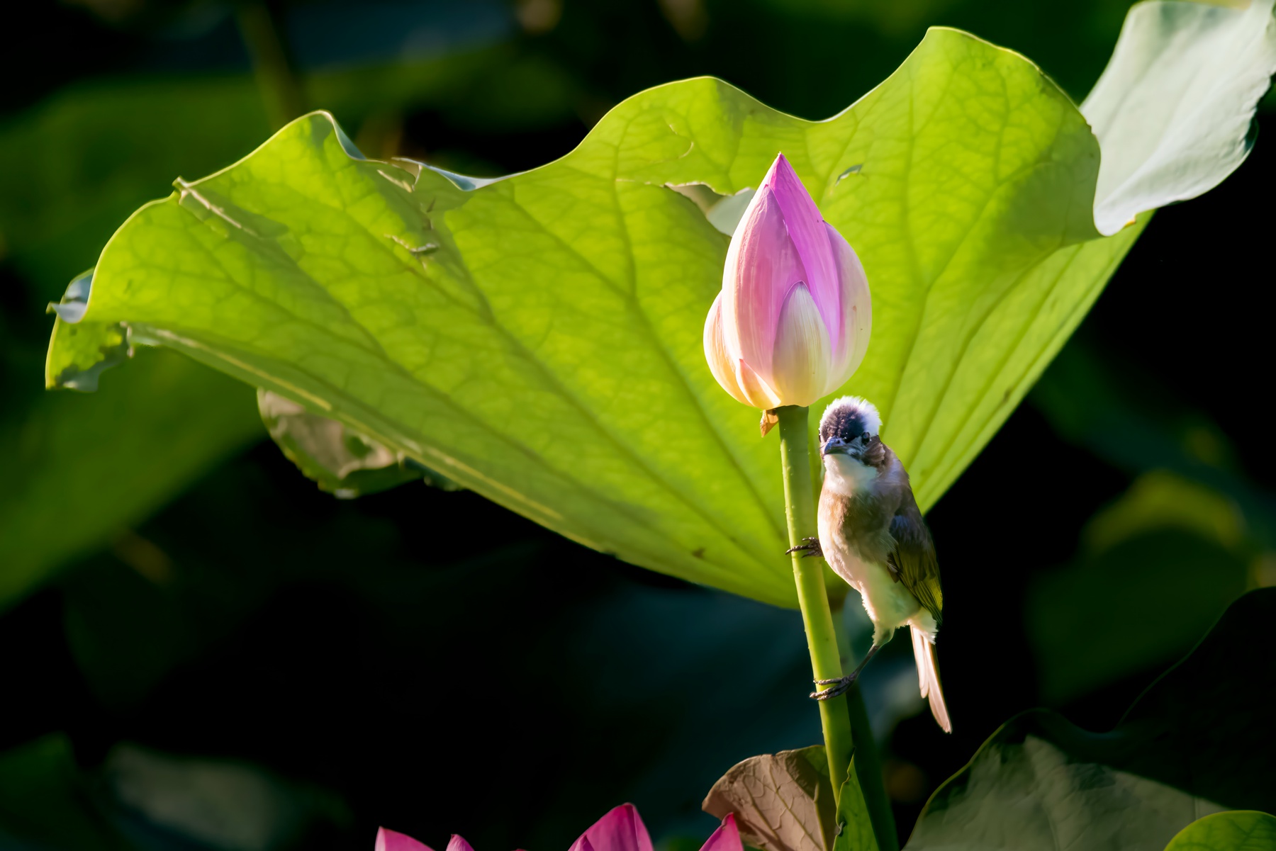 _DSC6511-topaz-denoise-enhance-_副本.jpg