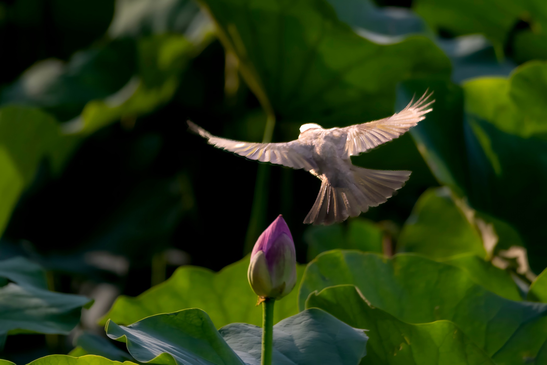 _DSC6545-topaz-denoise-enhance--topaz-_副本.jpg