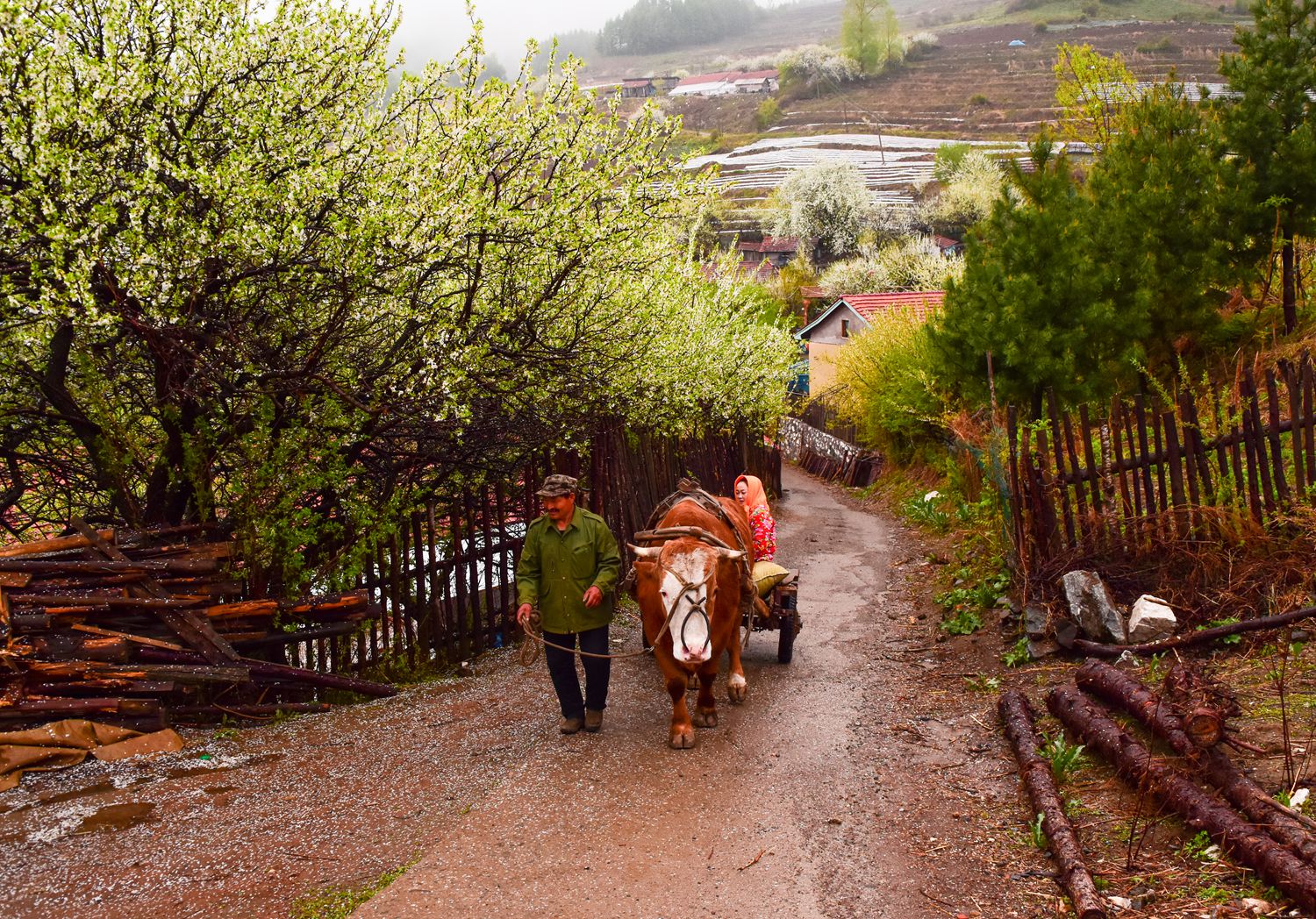 DSC_8970乡间小路_副本.jpg