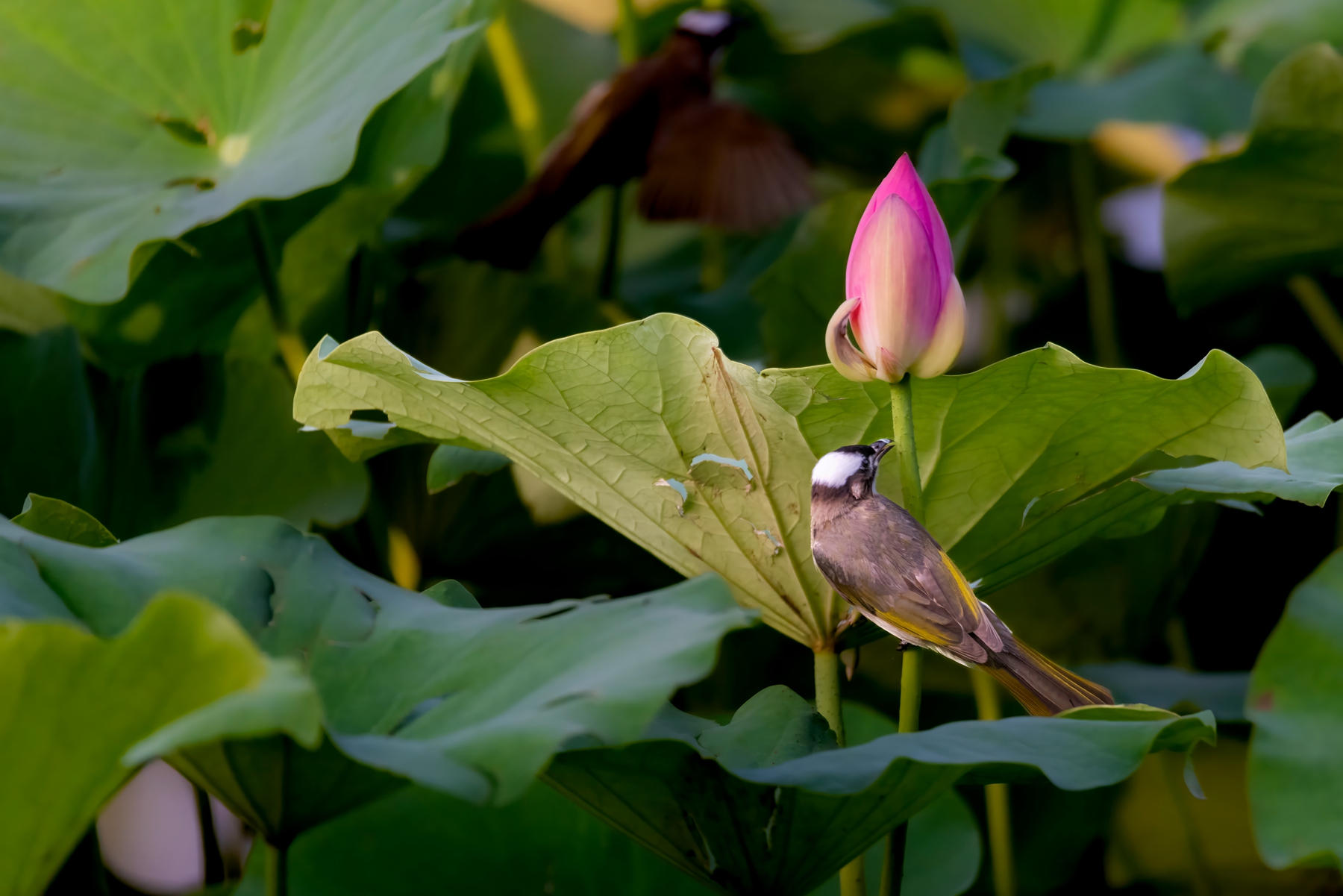 _DSC6490-topaz-denoise-enhance-_副本.jpg