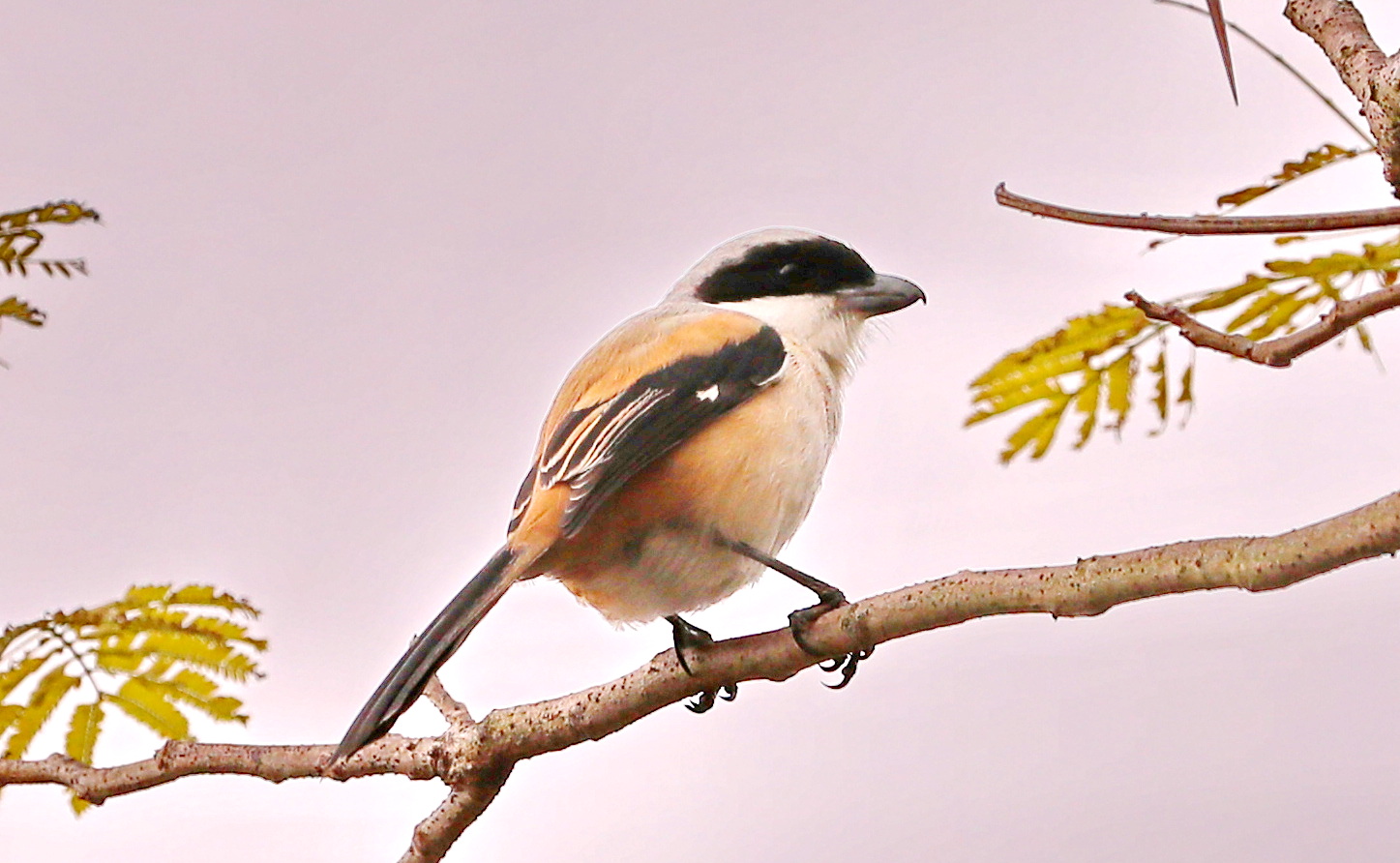 BK2A9262.JPG
