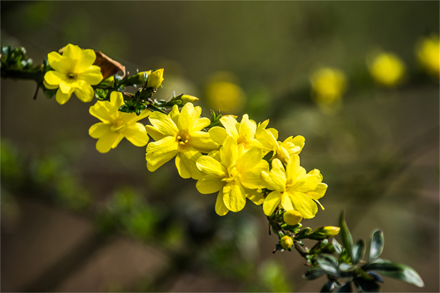 迎春花 (5).jpg