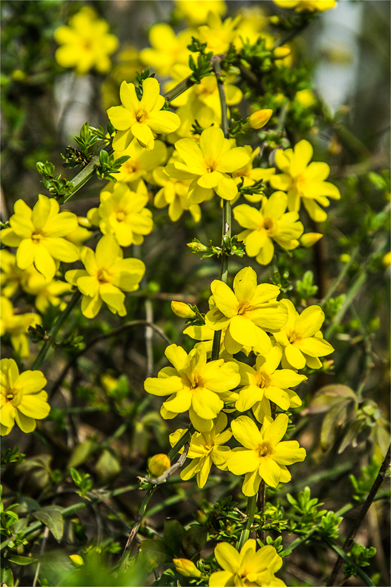迎春花 (7).jpg
