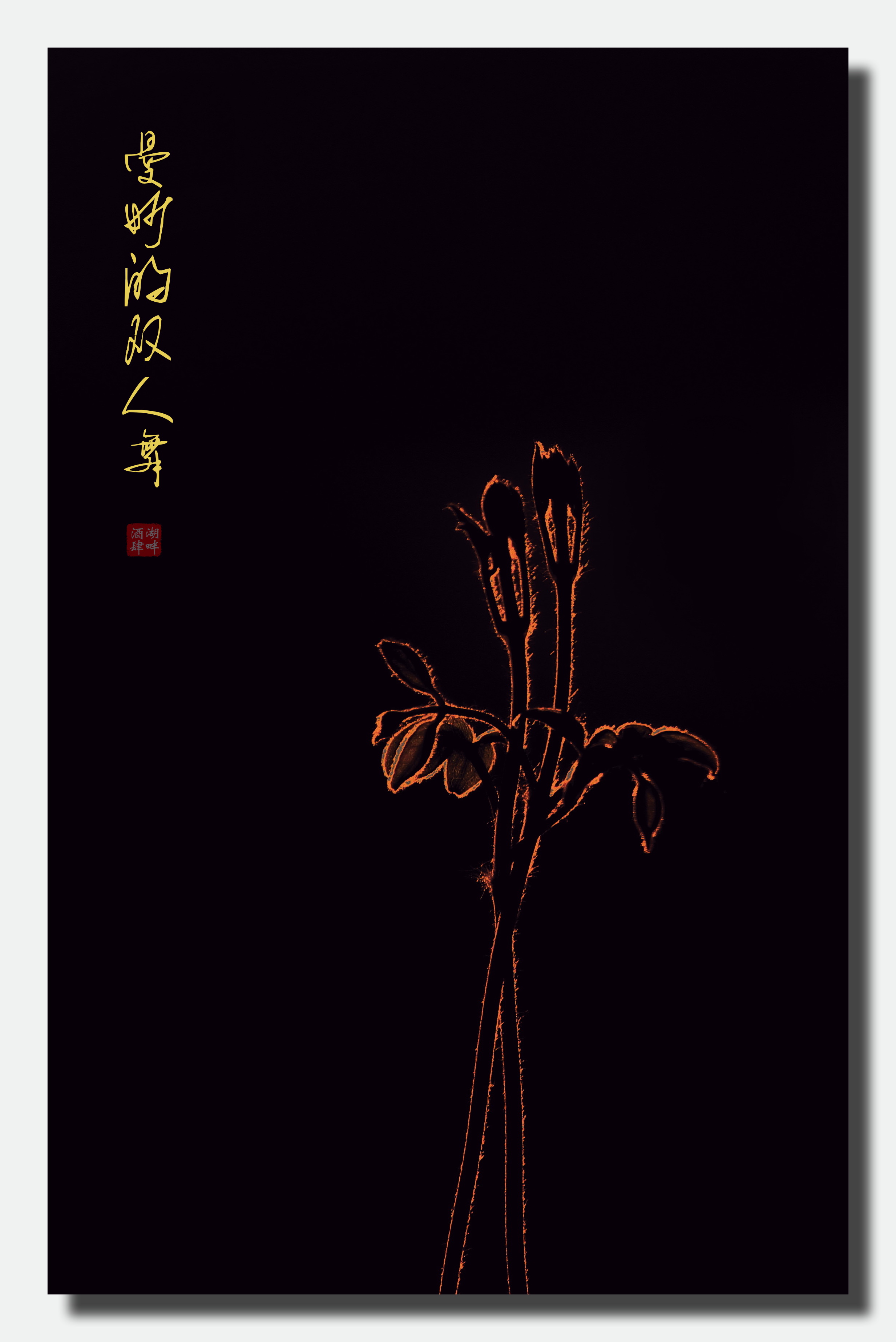 双人舞--逆光的铁线莲.jpg