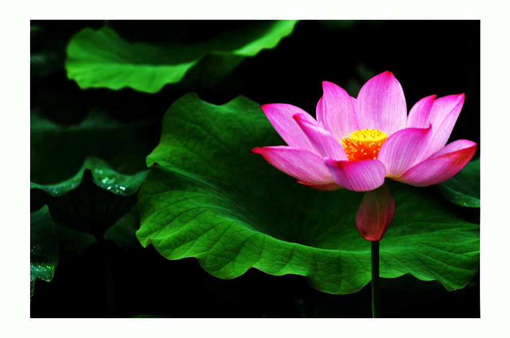 DSC_0239c.jpg