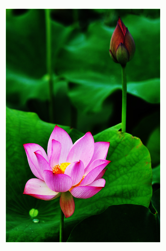 DSC_0257c.jpg