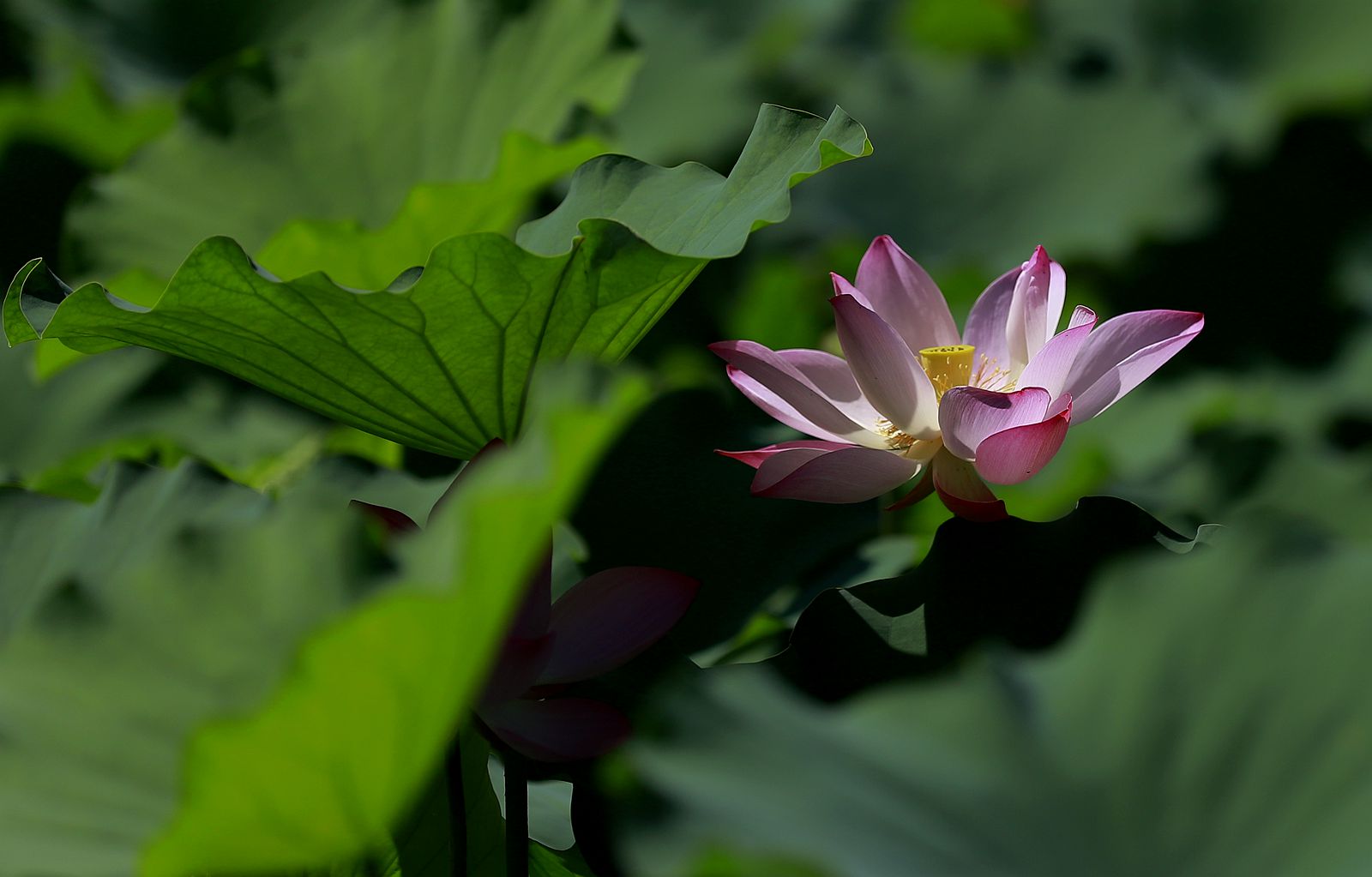 _MG_2613_副本.jpg