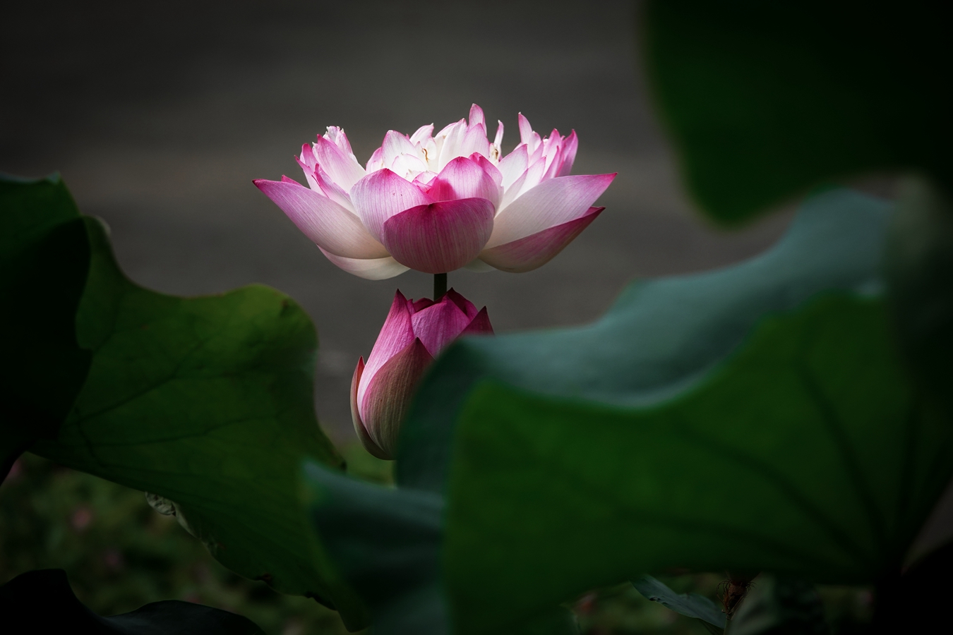 DSC02227-0_副本.jpg