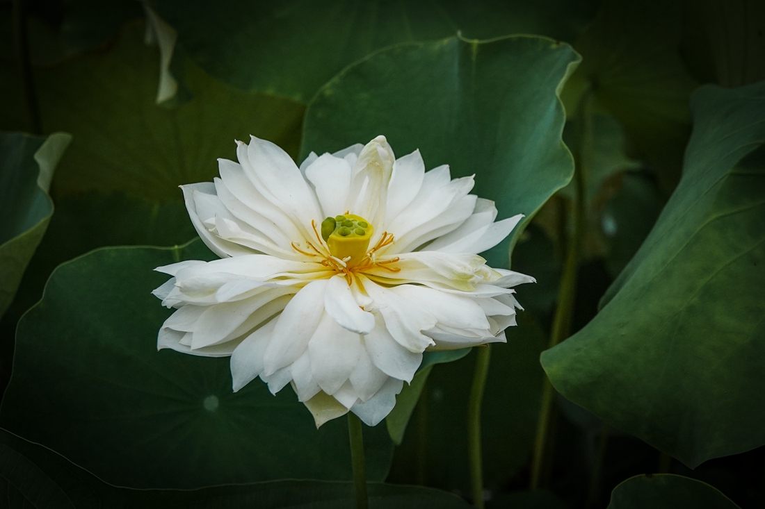 DSC02269-0_副本.jpg