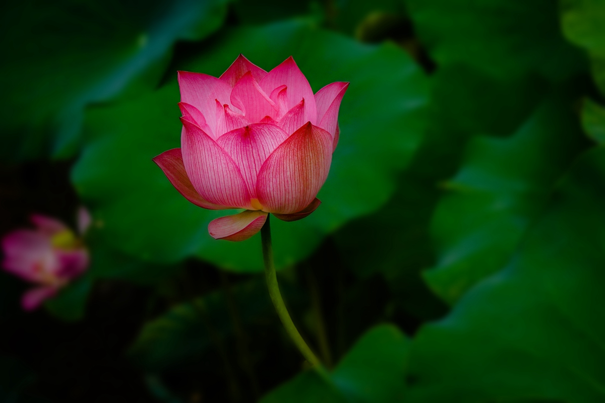 DSC02309-0_副本.jpg