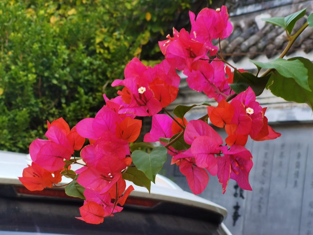 IMG_20231209_090629_副本_副本.jpg