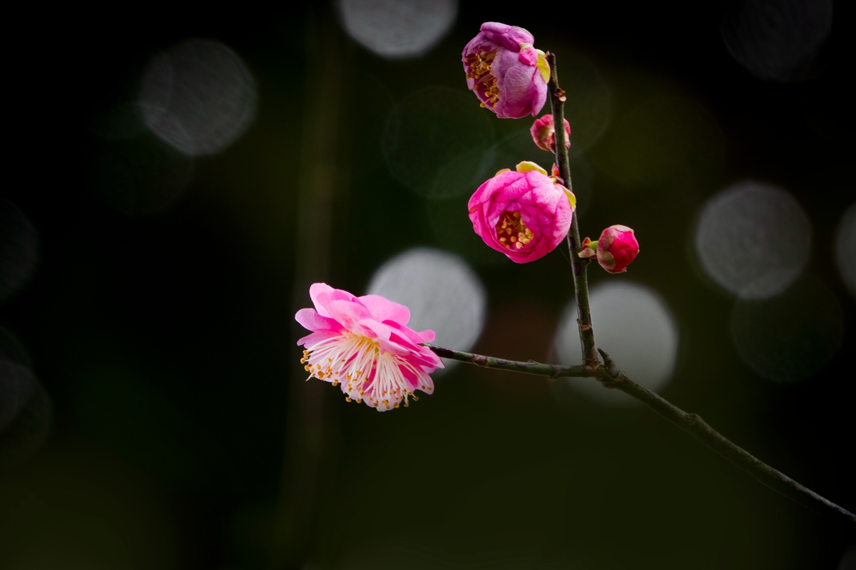 DSC04713-0 - 副本.jpg