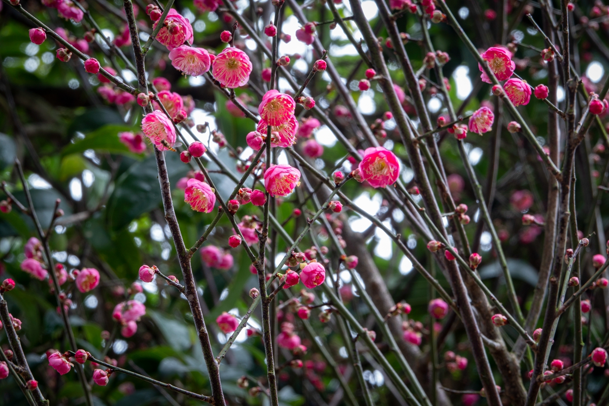 DSC04717-0 - 副本.jpg