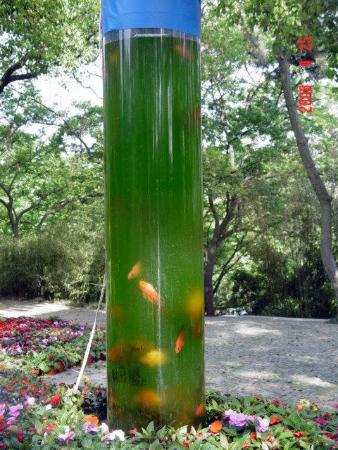 虎丘花会DSC. (6).JPG