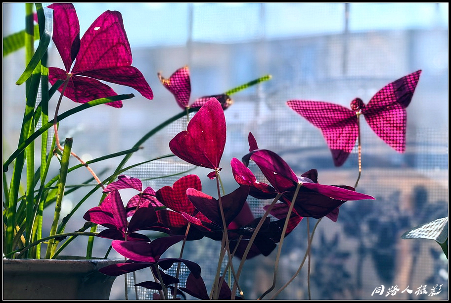 IMG_20250121_114613_调整大小.jpg
