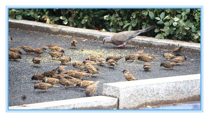 DSC00150_看图王(1)_副本.jpg