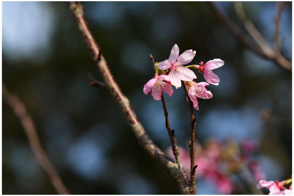 DSC_0367a_副本.jpg