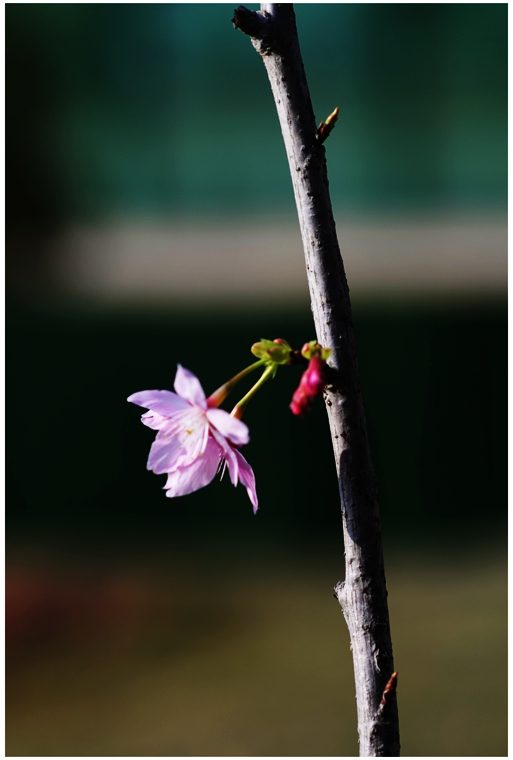 DSC_0374a_副本.jpg