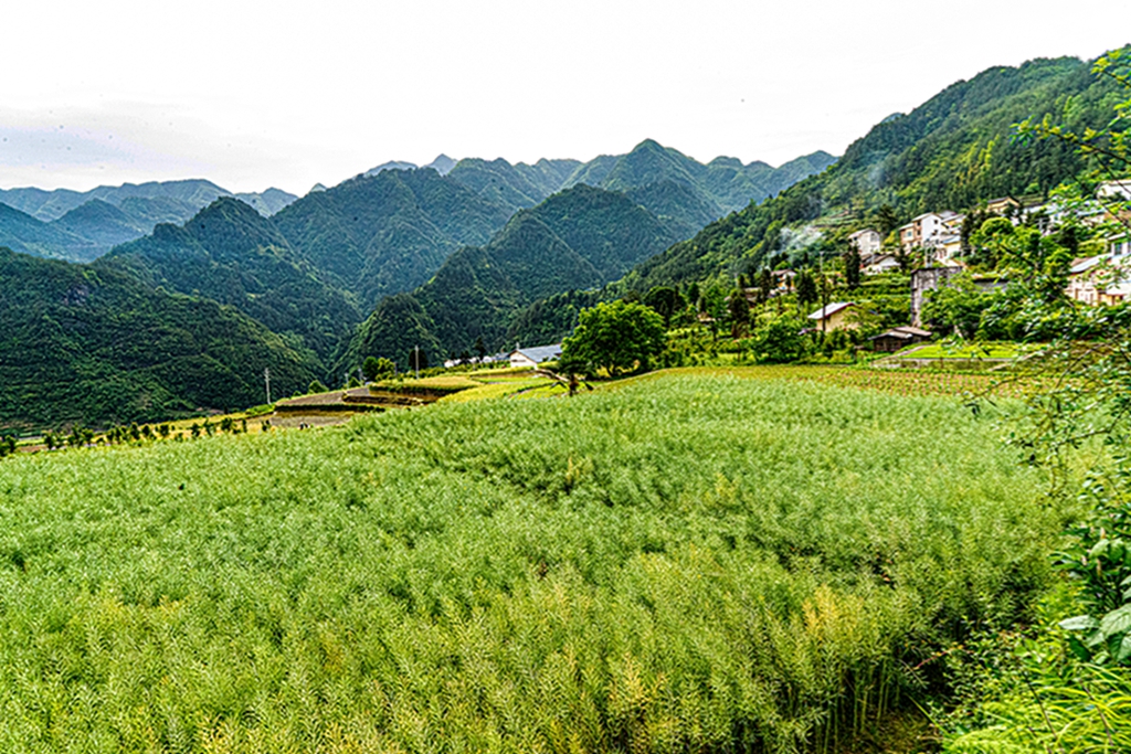 DSC07429                图3   菜籽角长粗满                        拍摄时间   202.jpg