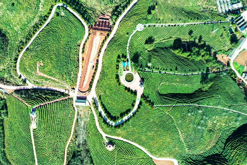 DJI_0500           图1：该乡茶叶主片区牛乳岭茶园     拍摄时间    2024年3月20日  .jpg