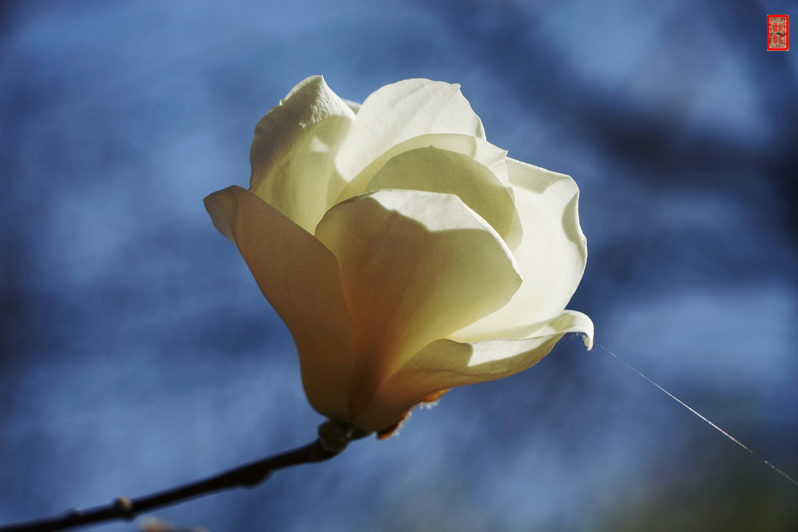 DSC06859.jpg