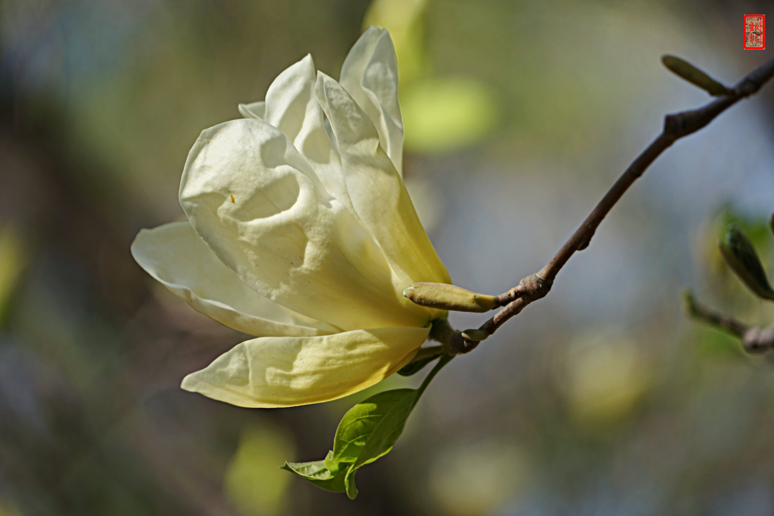 DSC07003.jpg