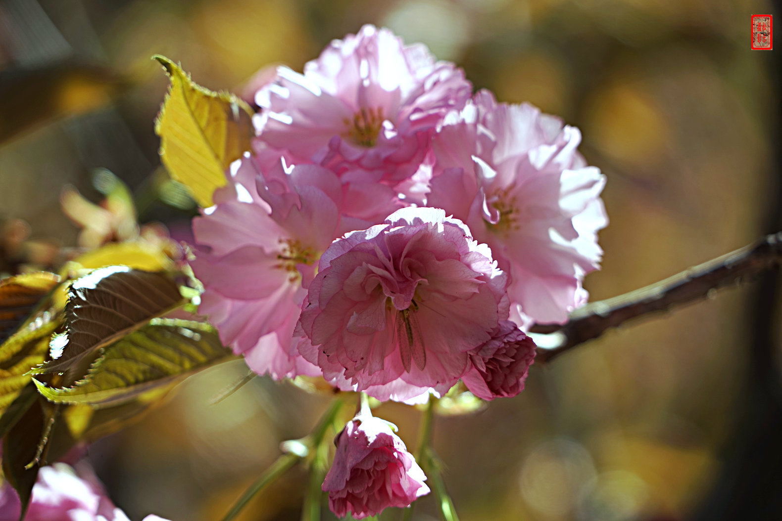 DSC07048.jpg