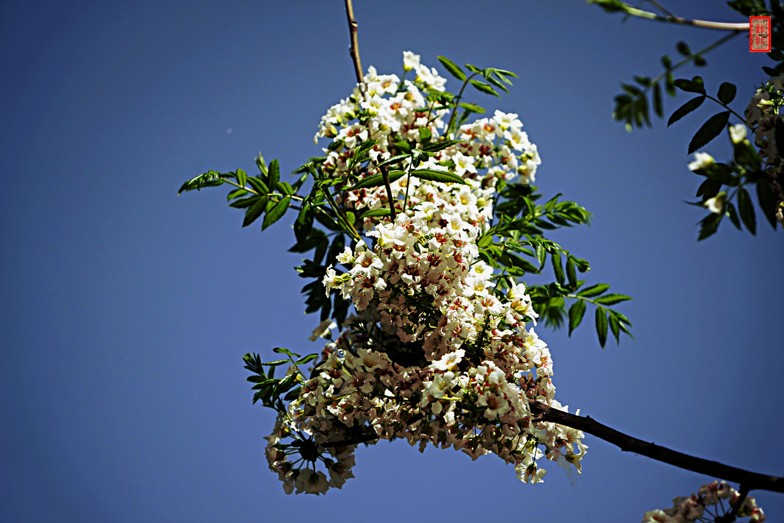 DSC07251.jpg