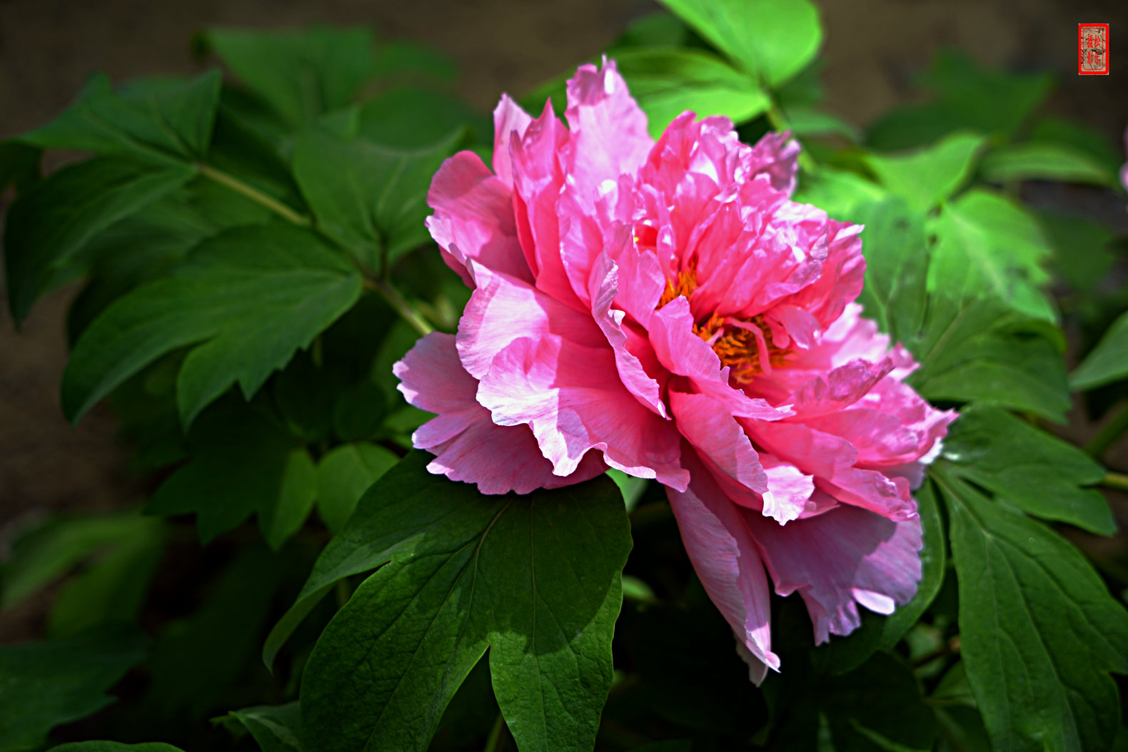 DSC07444.jpg