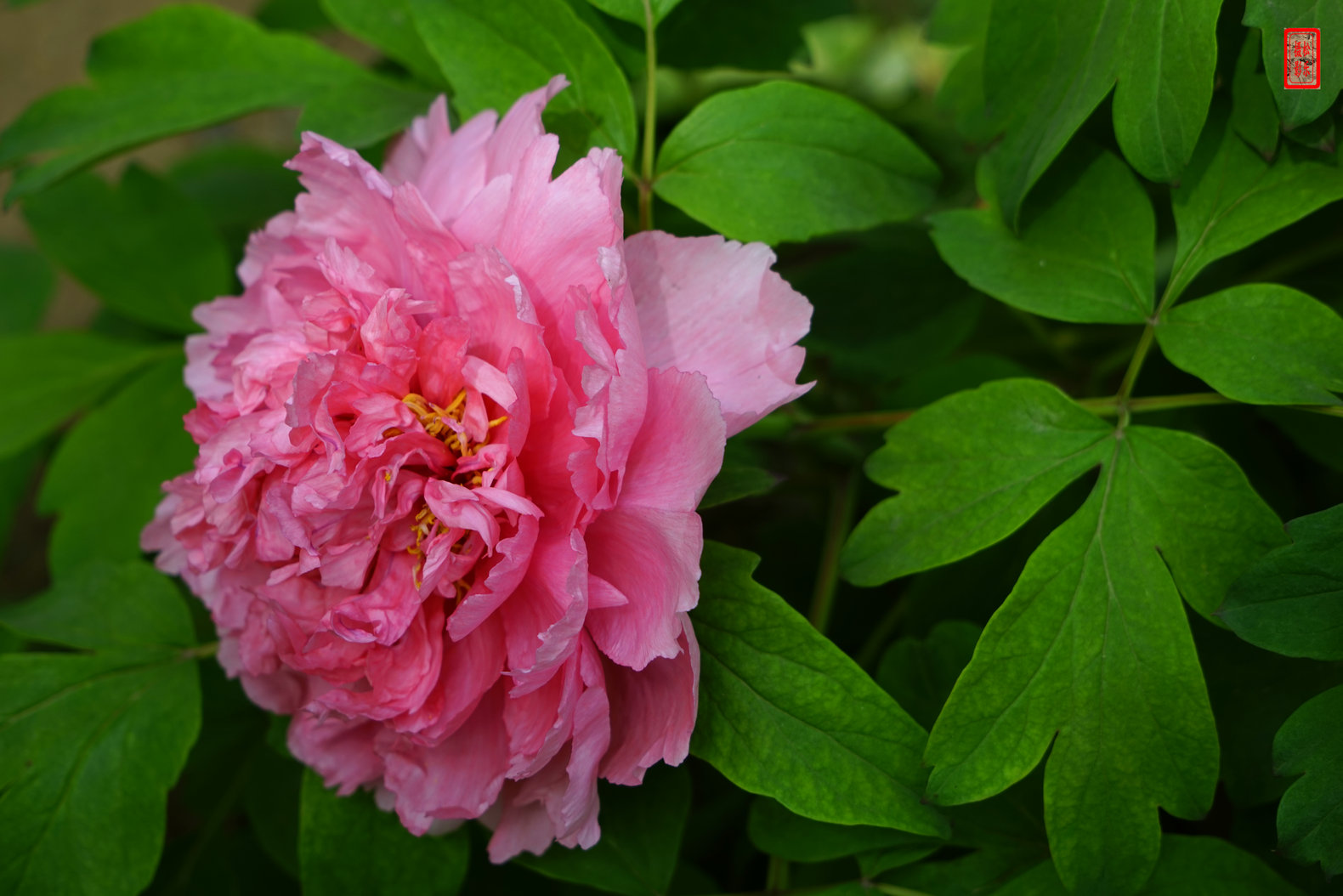 DSC07443.jpg