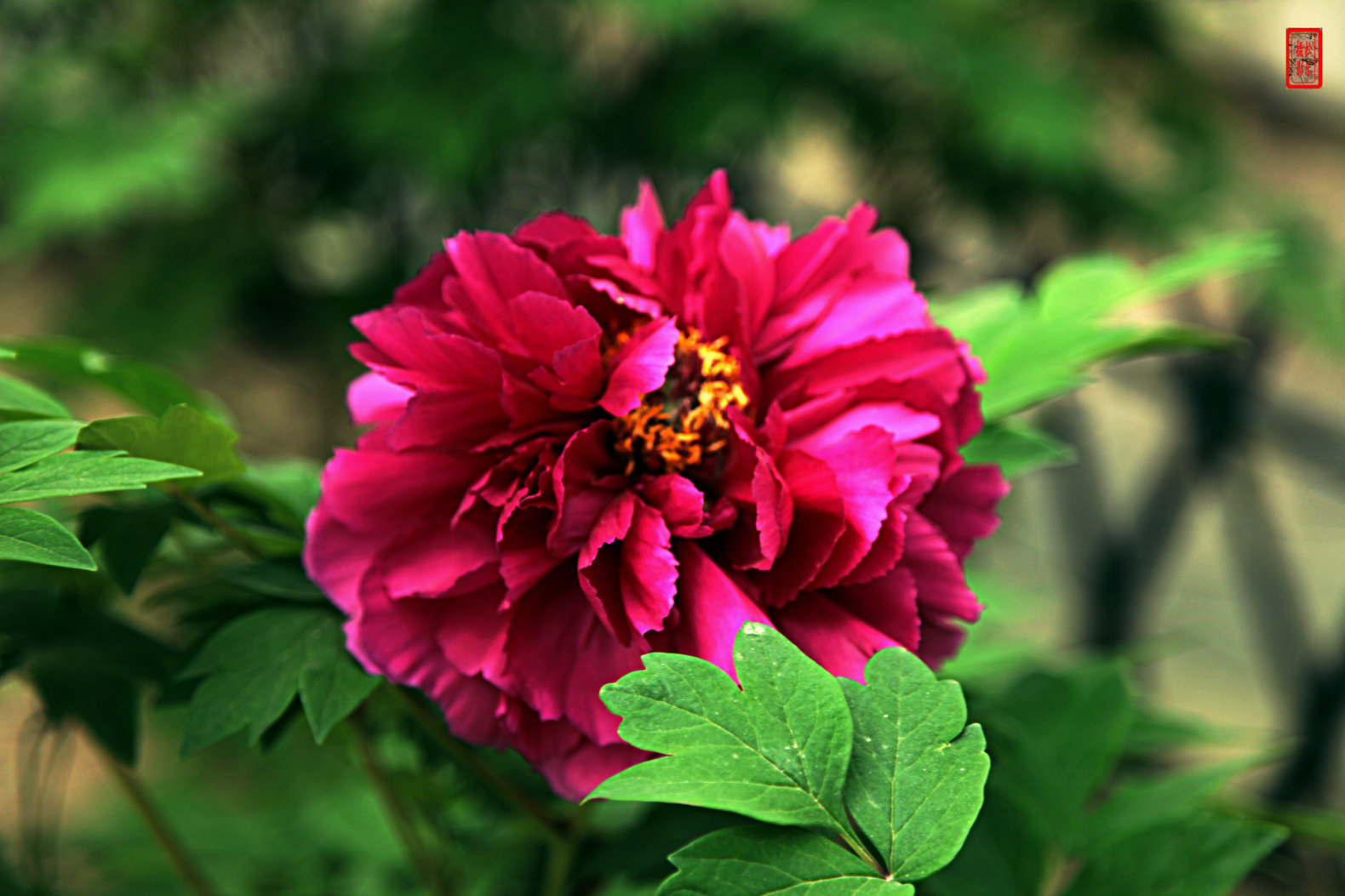 IMG_5366--------1.jpg