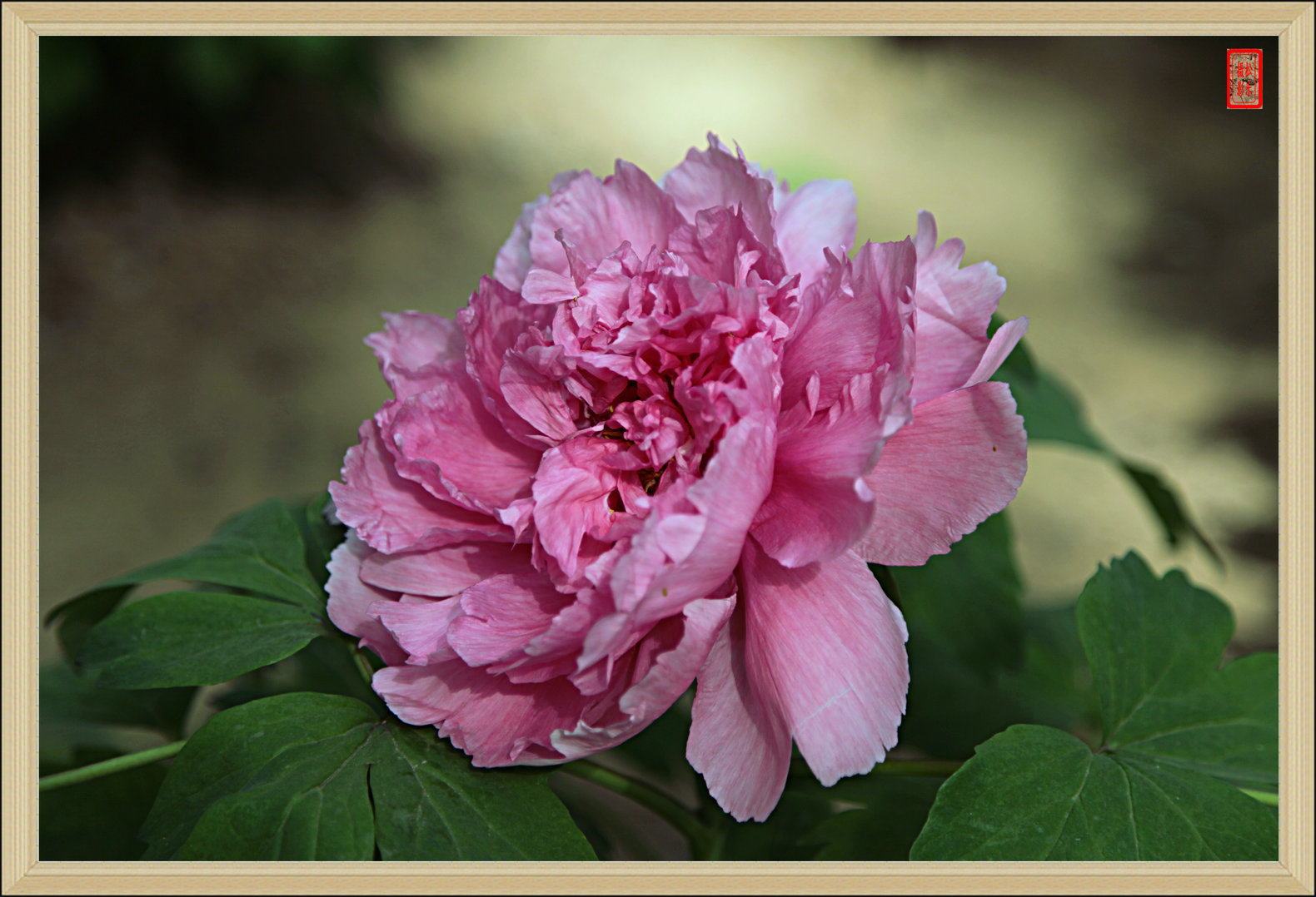 IMG_5392---6.jpg