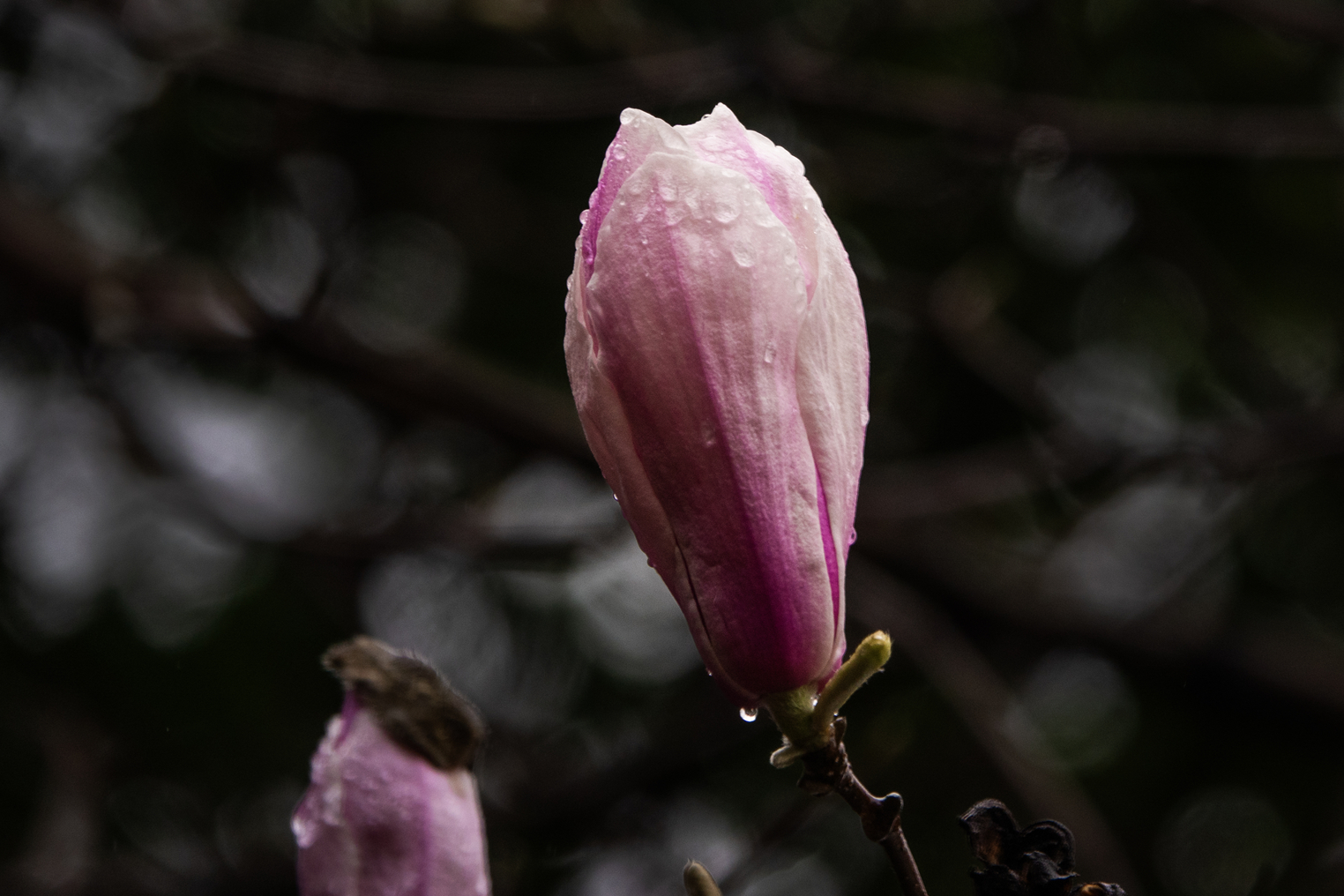 DSC05505-0.jpg