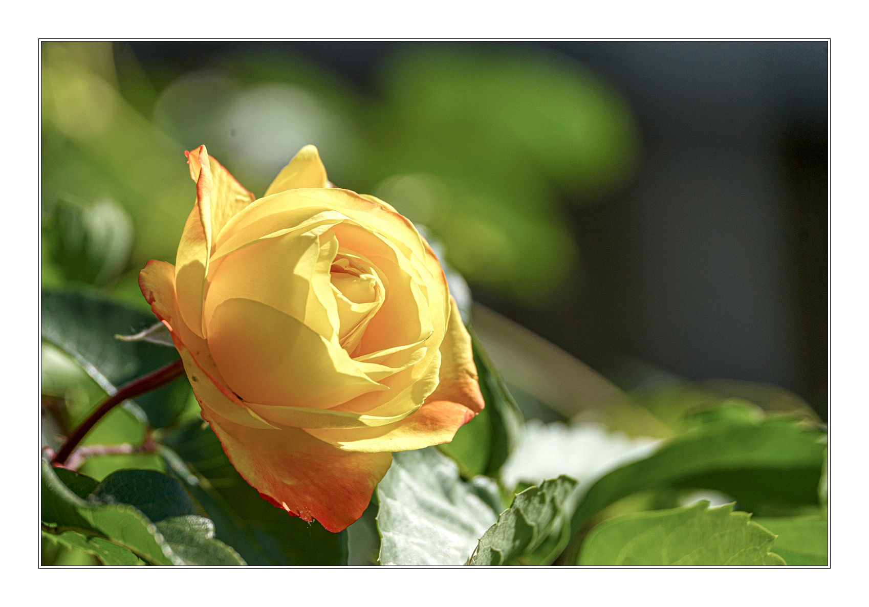 7DSC05257.jpg