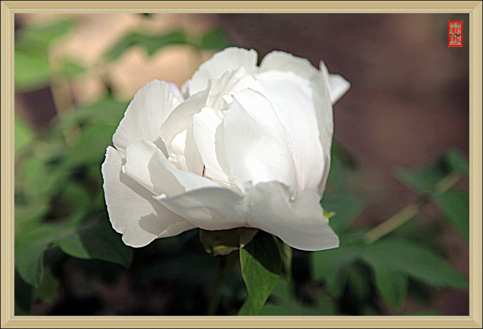 IMG_5387---8.jpg