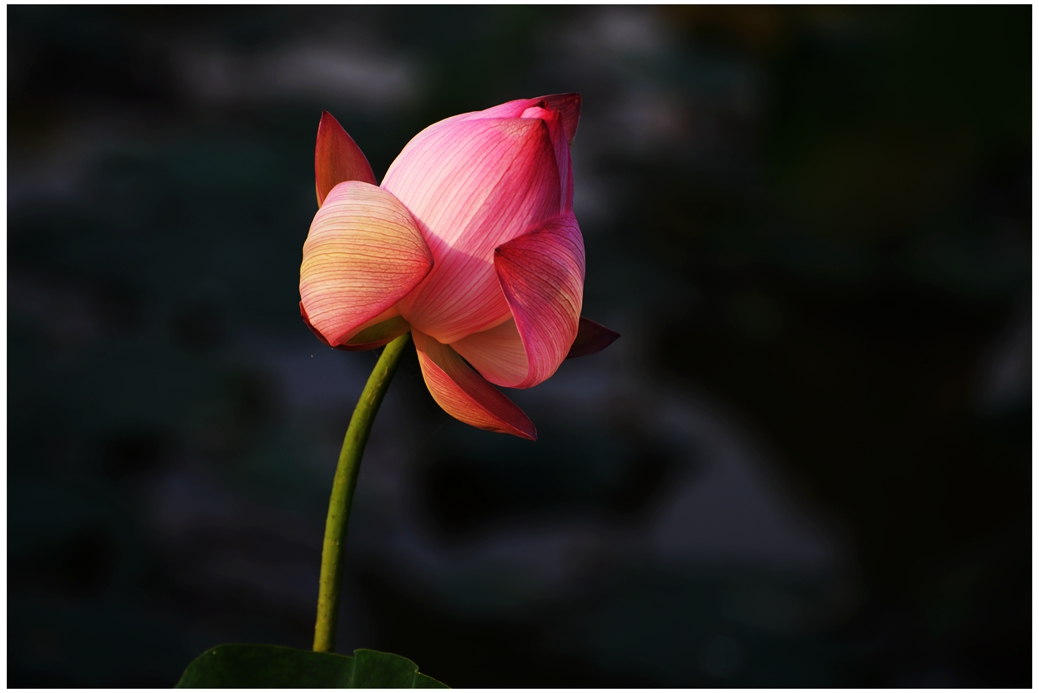 DSC_1421a.jpg