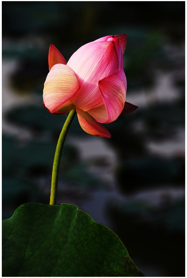 DSC_1423a.jpg
